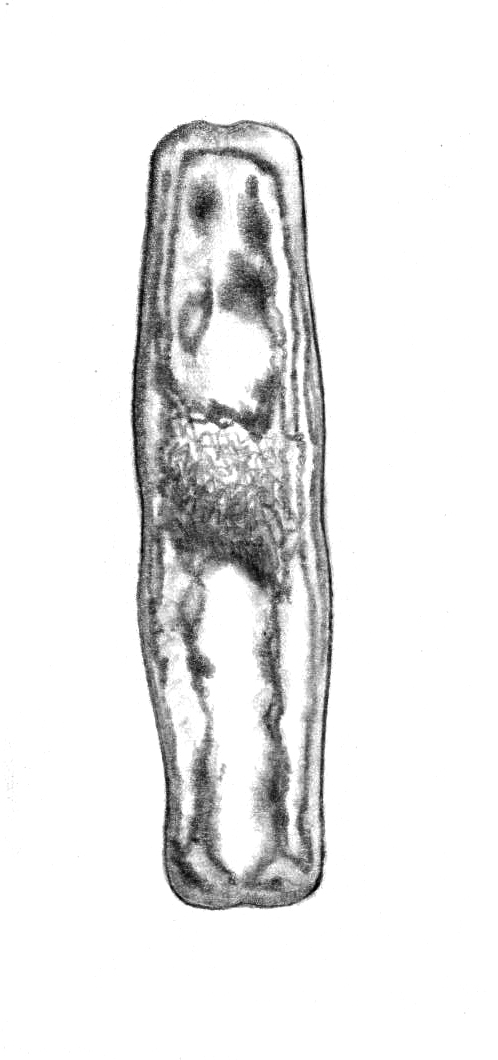 Dictyocha speculum